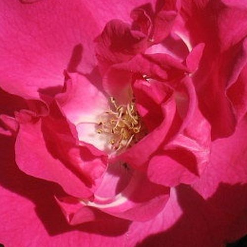 Comprar rosales online - Rosa - Rosas Polyanta - rosa sin fragancia - Rosal Lafayette - Brent C. Dickerson - Las flores con varios pétalos y de color rosa vivo cubren con multitud el arbusto